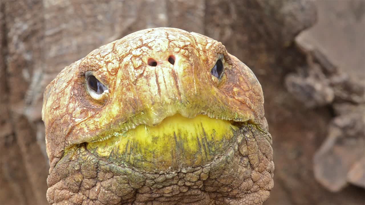 갈라파고스 제도 에콰도르의 산타크루즈 섬에 있는 찰스 다윈 연구소 푸에르토 아요라의 토착 갈라파고스 거대 거북이 가까이