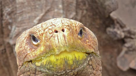 cerca de una tortuga gigante endémica de galápagos en la estación de investigación charles darwin puerto ayora en la isla santa cruz en las islas galápagos ecuador