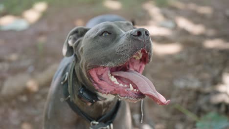 Perro-Pitbull-Jadeante-Con-La-Lengua-Colgando-Babeando-En-Cámara-Lenta