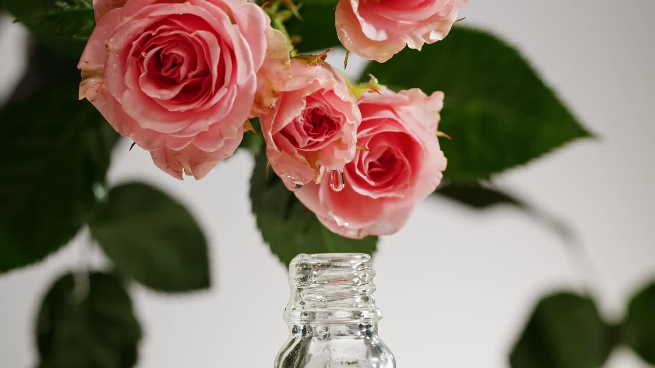 Rose rosa e bottiglia di olio di rosa