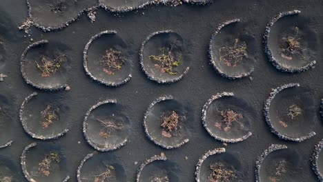 dramatic aerial view flight black volcano ash track in vineyards, lanzarote canary islands spain, sunny day 2023