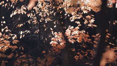 golden autumn leaves on the thin branches glow backlit by the sun