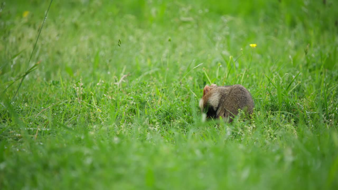 European hamster foraging in long grass with shallow focus and soft wind