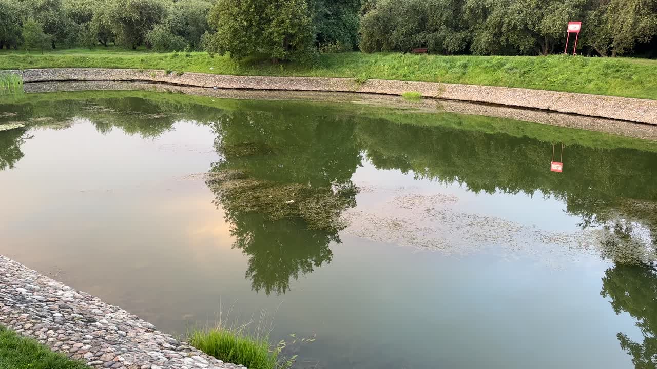 A tree is reflected in a pond (4K60)