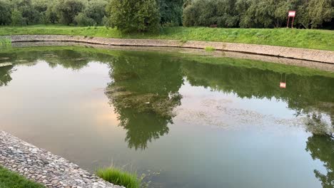 a tree is reflected in a pond (4k60)