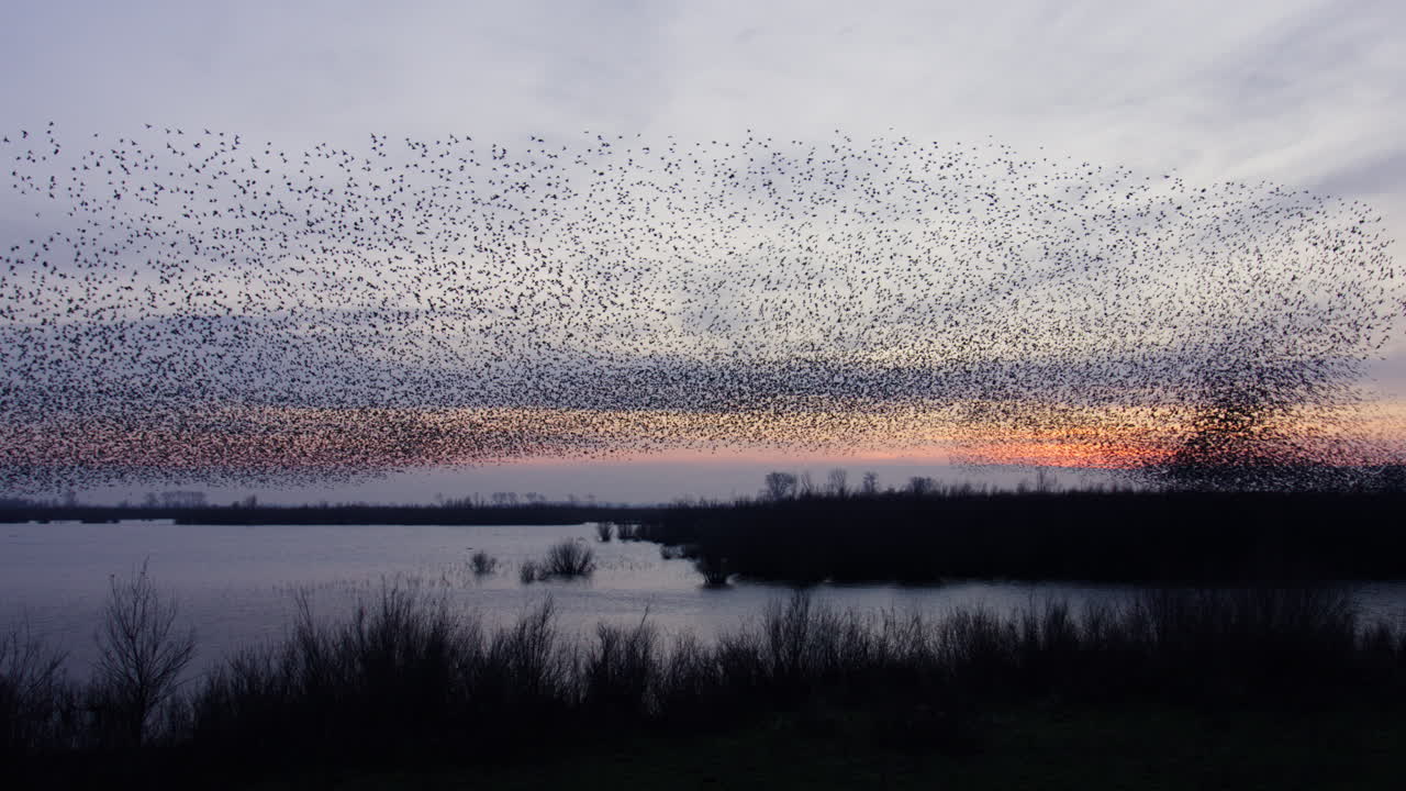 Stormo di storni mozzafiato che cambia forma sull'acqua in Europa al tramonto