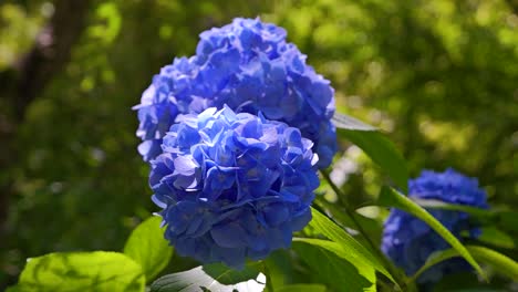 Incredibly-beautiful-blue-blooming-hydrangea-flower,-close-up-shot