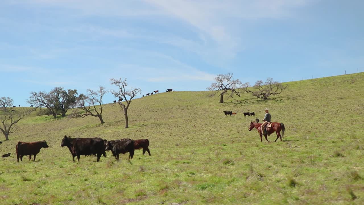 con tenues nubes en el cielo, el ranchero mueve un pequeño grupo de ganado a través del pasto