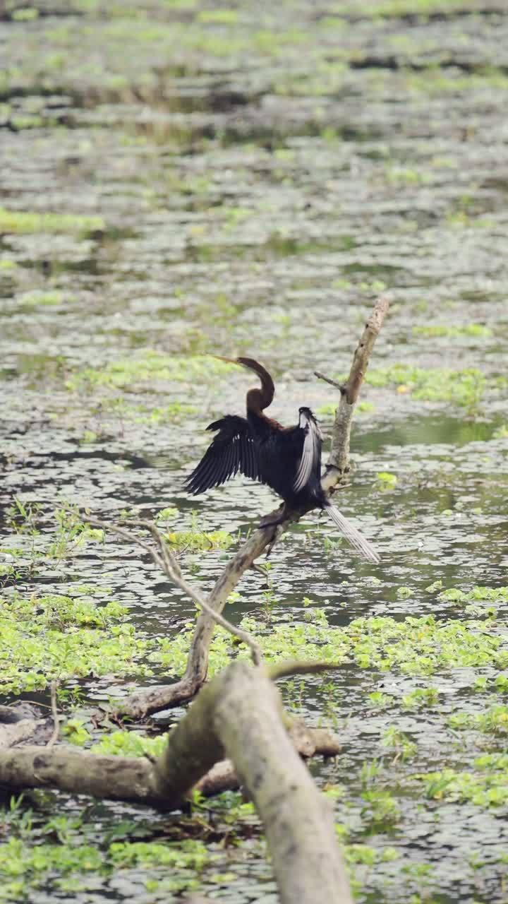 Oriental Darter Bird in Chitwan in Nepal, Vertical Video for Social Media Instagram Reels and Tiktok of Aningha Birds in Chitwan National Park Perching on a Branch at a Lake, Wildlife in Nepal in Asia