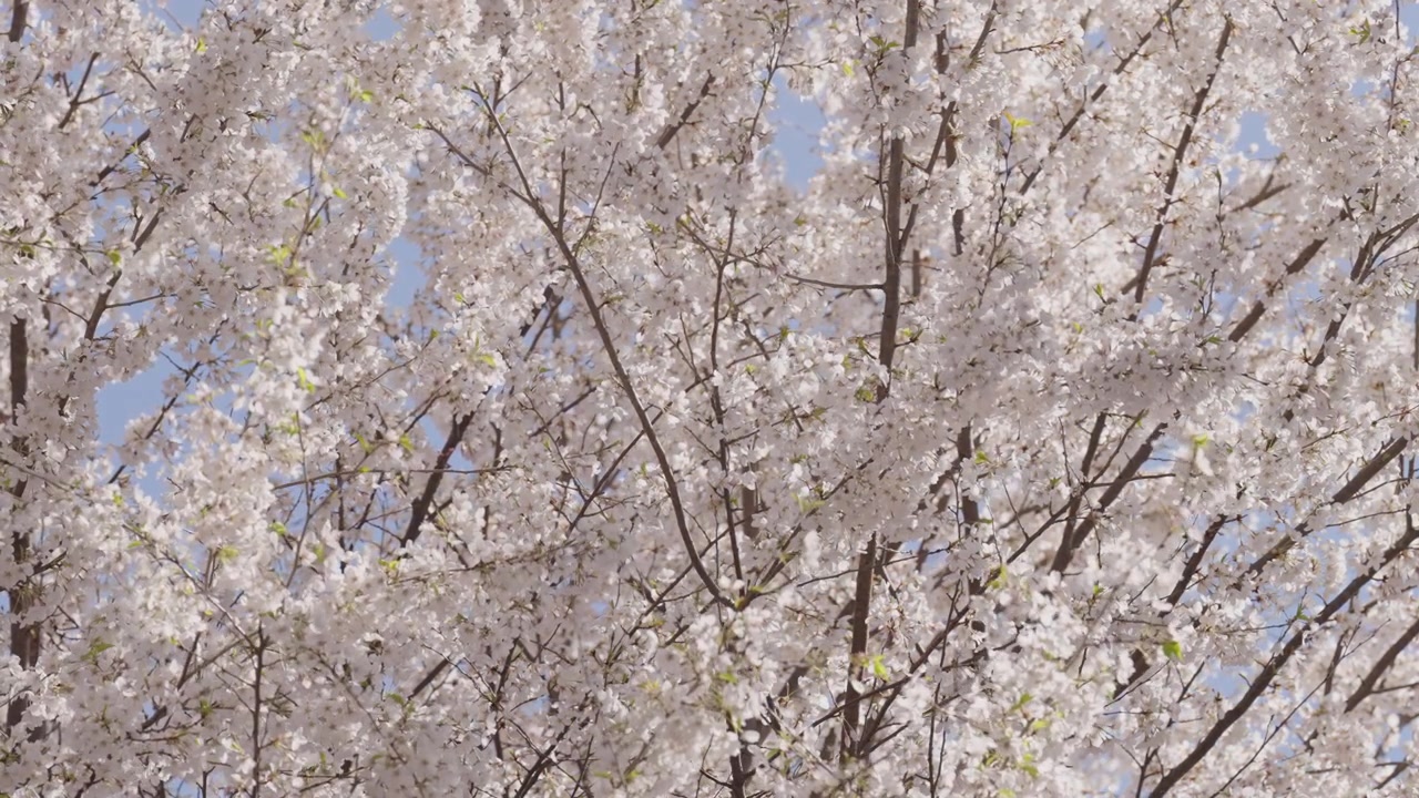 Fiori bianchi di ciliegio sbocciano sui rami degli alberi durante una soleggiata giornata primaverile. Questi delicati petali sono delicatamente illuminati dalla luce solare naturale su uno sfondo di cielo blu chiaro