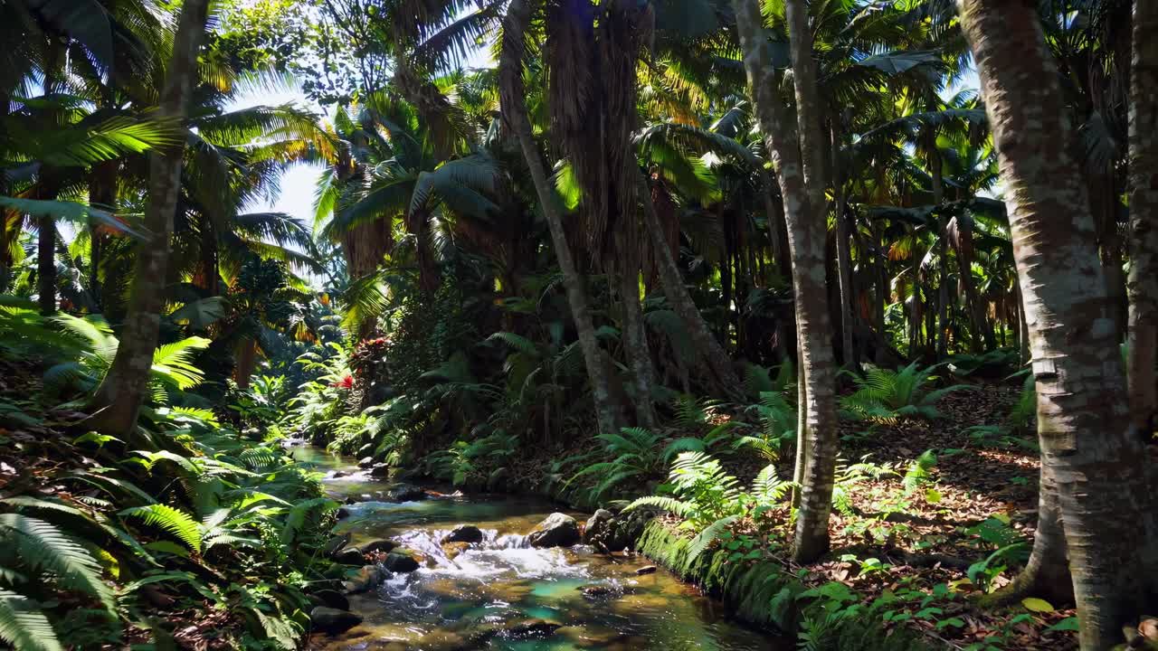 Exuberante bosque tropical con un arroyo, capturado desde un ángulo bajo, creando un video inmersivo