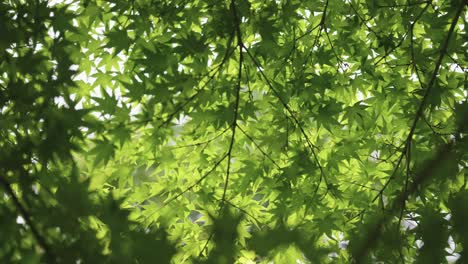 Friedliche-Japanische-Ahorne,-Die-Im-Wind-Wehen,-Frühsommerhintergrund