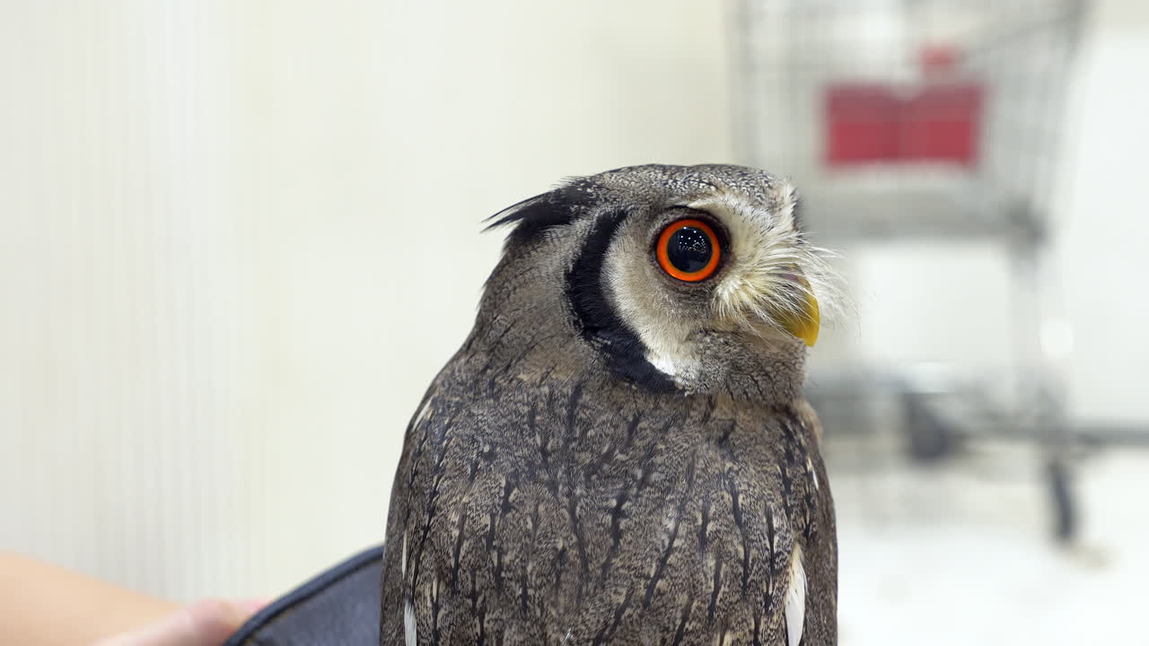 Perched on a handler's arm, the owl is looking around while it is inside a veterinary clinic in Bangkok, Thailand