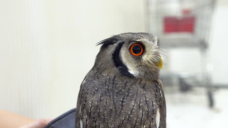 Perched on a handler&#039;s arm, the owl is looking around while it is inside a veterinary clinic in Bangkok, Thailand