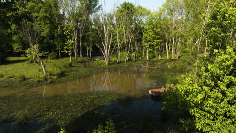 forest with swamp in the wild - drone shot