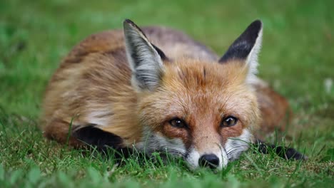 fox laying in grass with its head then ears lean back and looks around