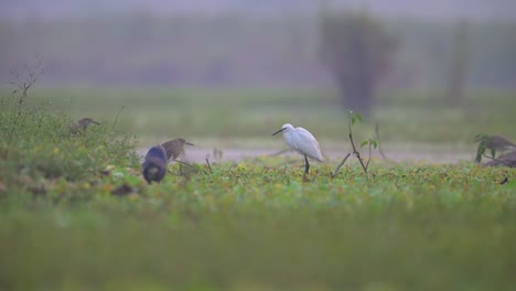 flock of birds in wetland