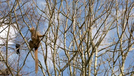 a crowned lemur moves and jumps around the canopy of a tree eating the tree buds while a crow sits in the background against a blue sky at edinburgh zoo