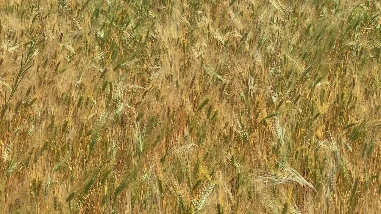 close-up view of golden wheat field swaying in slow motion