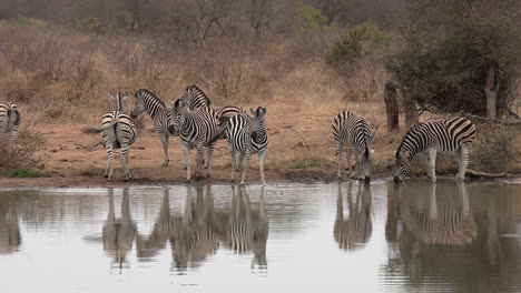 una manada de cebras tomando un trago en un abrevadero en la naturaleza salvaje de áfrica se asusta fácilmente