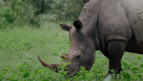 white rhinoceros in african savanna