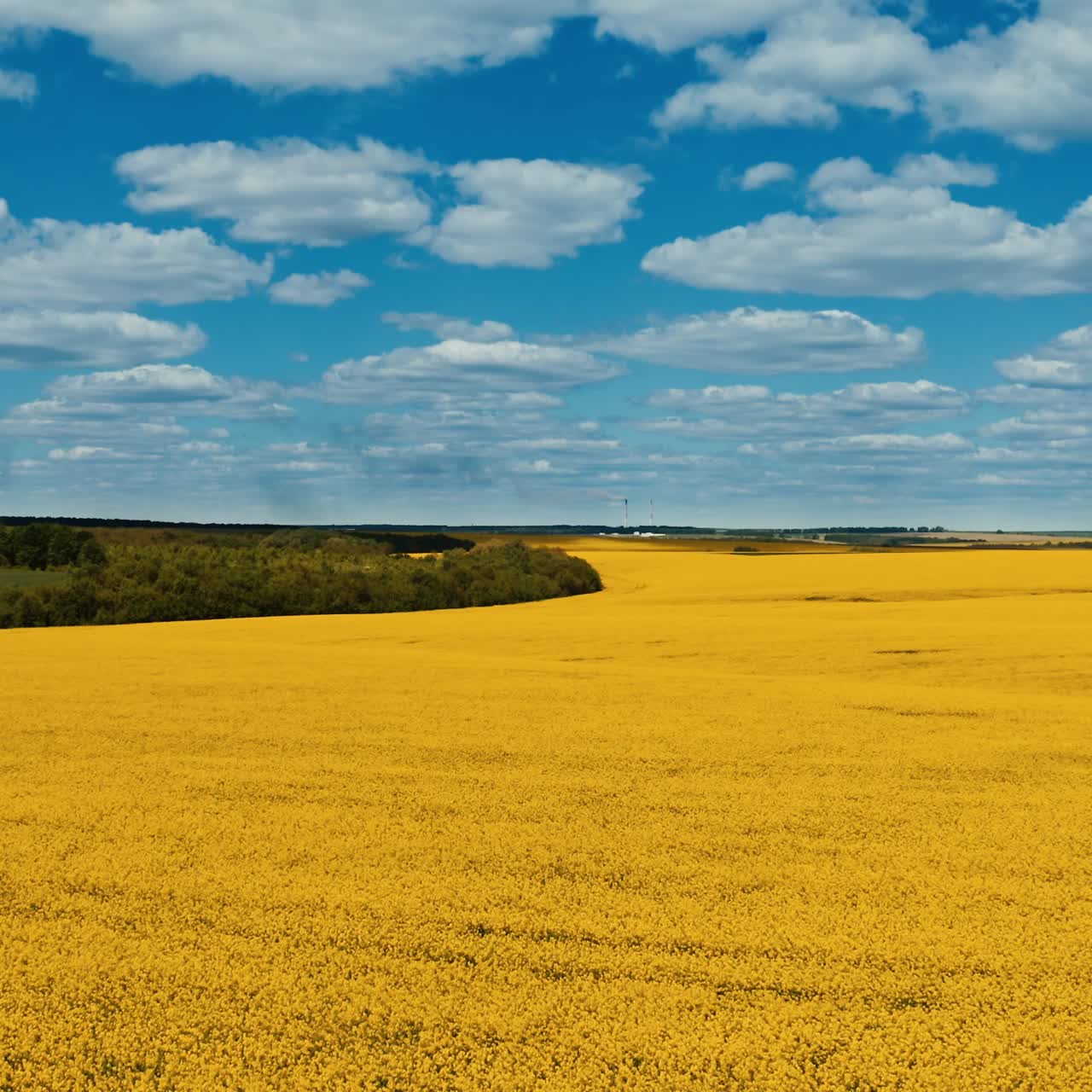 Aerial shot of rape seed field