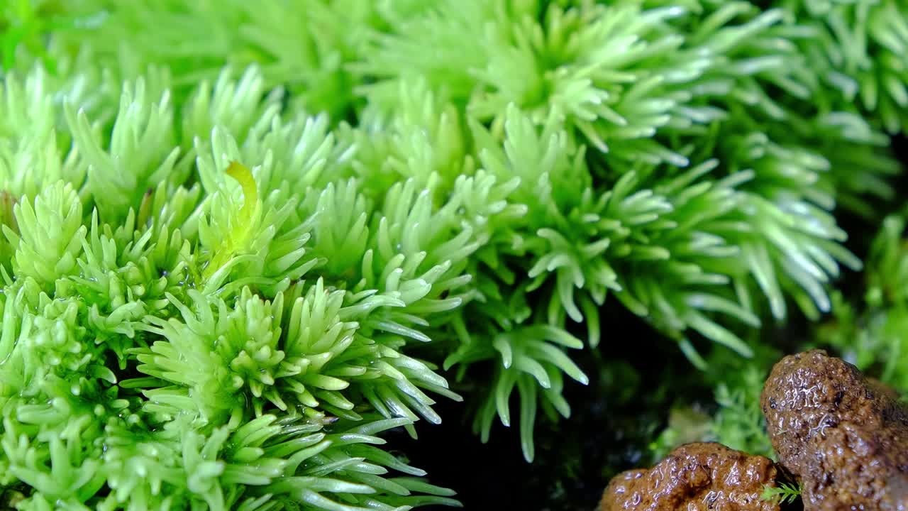 фильм о распыляющемся мохе.