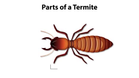 detailed illustration of termite body parts