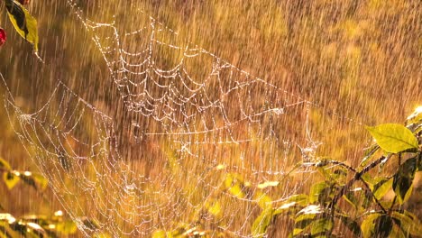 Rain-in-the-forest-at-sunset.-Cobwebs-in-small-drops-of-rain.