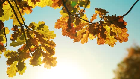 Herbstliche-Eichenblätter.