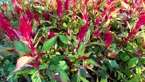 las vibrantes flores de celosia en plena floración