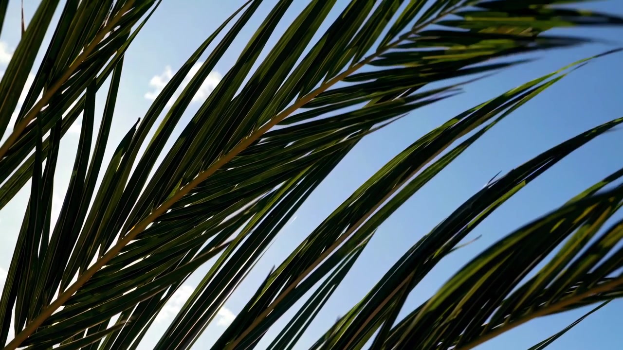 Tropical Palm Leaves Swaying Gently Against a Blue Sky