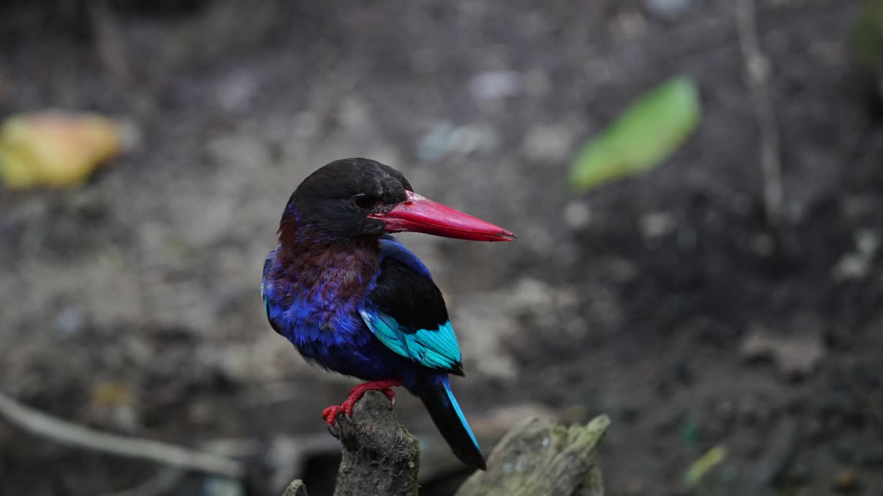 el pájaro pescador de java estaba de pie en un bosque, luego bajó por un tiempo y volvió a subir de nuevo