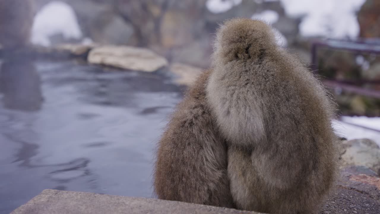 la familia de macacos japoneses se reúne en el frío invierno, jigokudani, nagano