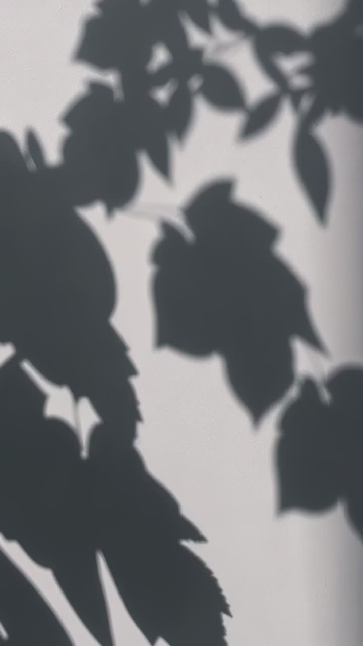 Vertical video: Shifting leaf shadows shrinking across interior wall as window light band sweeping