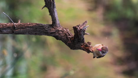 Vertical-View-Of-Brown-hooded-Kingfisher-On-The-Tree-Branch-In-The-Forest