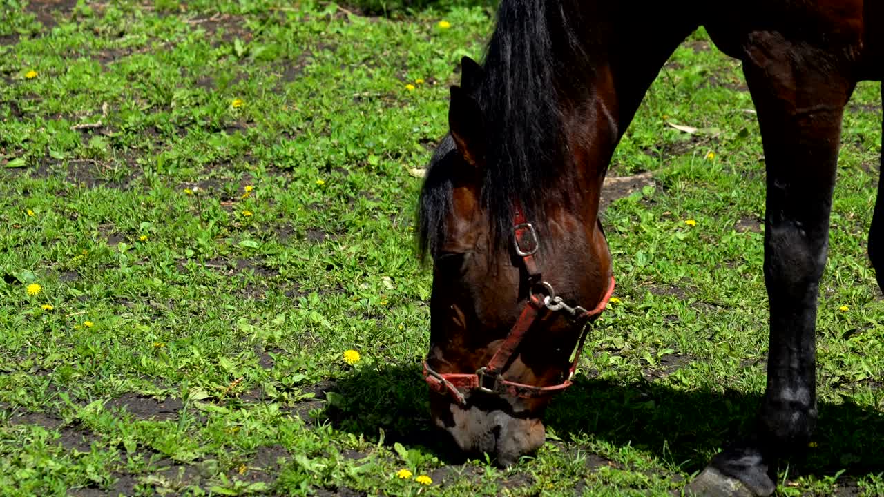 un semental de caballo marrón oscuro con melena negra mastica comida. prueba diferentes tipos de plantas para probarlas. un caballo camina en el corral cerca de los establos. un día soleado de verano.