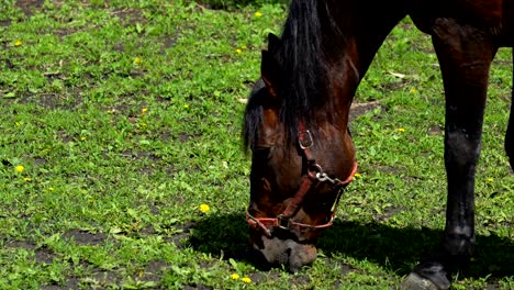 dark brown horse stallion with black mane chews food. he tries different kinds of plants to taste. a horse walks in the paddock near the stables. summer sunny day.