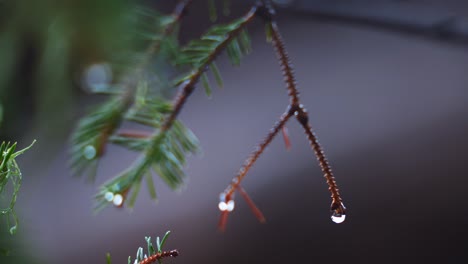 Cámara-Lenta-De-Gotas-De-Agua-Colgando-De-Una-Pequeña-Rama-Súper-Ampliada