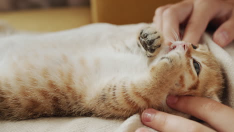 the owner makes a massage to his pet - a ginger kitten. side view