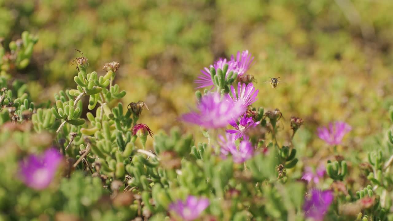 A close-up of purple ice plants with an insect