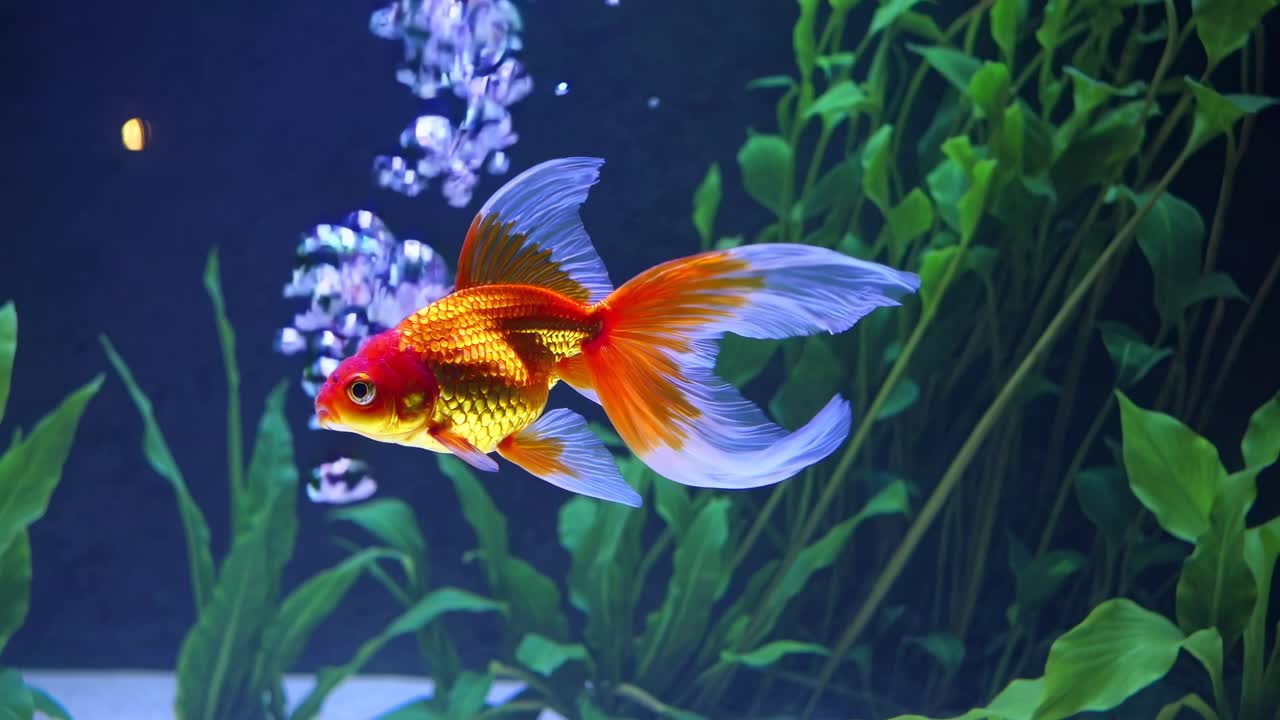 A vibrant goldfish swims in an aquarium, captured from a side angle
