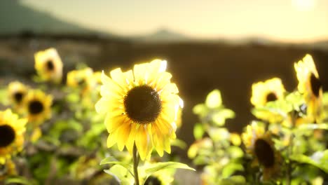 Sunflower-field-on-a-warm-summer-evening