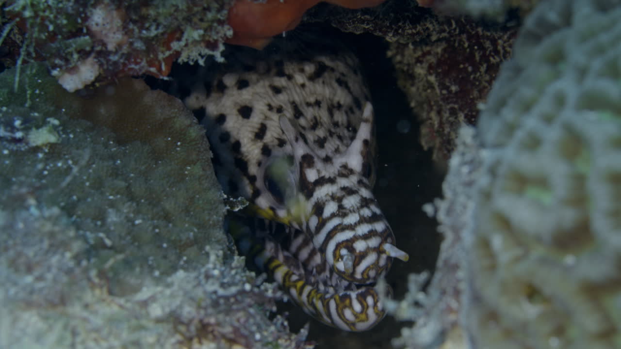 Incredible Dragon Moray eel poking it's head out from a reef hole with a scary looking smile
