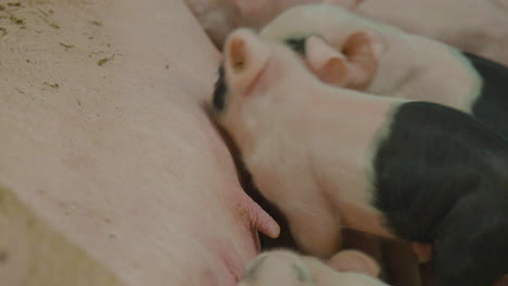 close-up of piglets suckling teats of sow till satiated and falls asleep