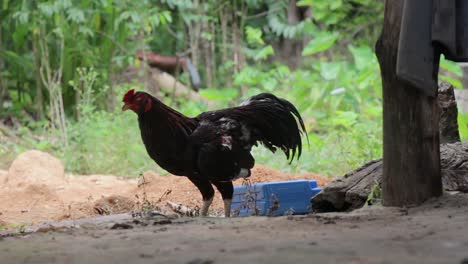 rooster is eating under a shelter