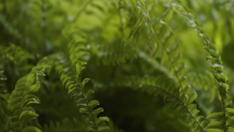 planta de helecho verde vibrante que crece en un bosque profundo, vista de primer plano macro