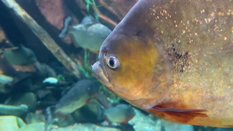 Unterwasseraufnahme-Eines-Schwarzen-Fleckpiranhas,-Der-Unter-Wasser-Schwimmt