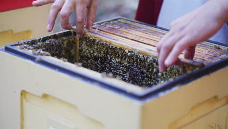 the beekeeper carefully puts frames