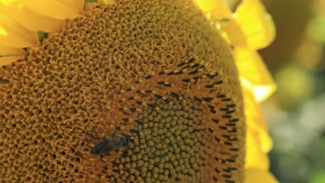 Honey-bees-fly-back-and-forth-from-a-sunflower